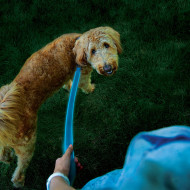 Świecąca smycz NiteDog